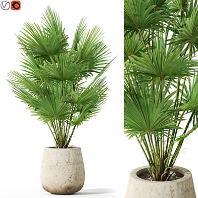 Plants collection 1079