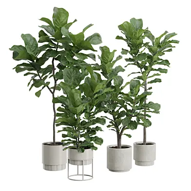 Ficus Lyrata Fiddle Leaf Set