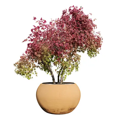 Maple planter 02