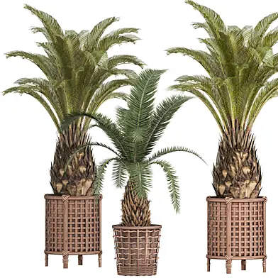 indoor plants set 048