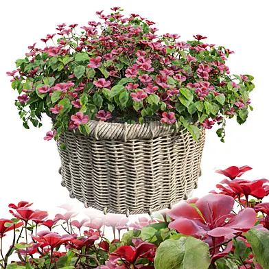 Rattan basket planter