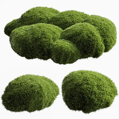 bush outdoor grass 051