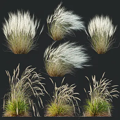 Stipa Tenuissima Ostnica Mocna Pony Tails and Calamagrostis Acutiflora Karl Foerster