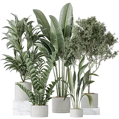 Indoor plants set 78 Chemlali Olive and ParadiseBird and Dracaena Warneckii and Zamiifolia and Aspidistra