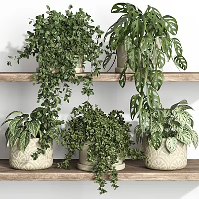plants on shelf 23