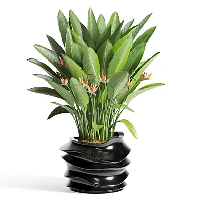 Indoor Plant Bird of Paradise
