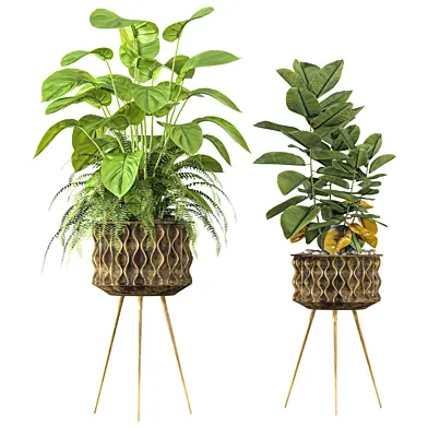 Indoor Plant Set 103