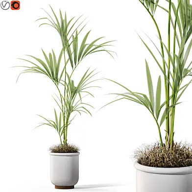 Plants collection 1097