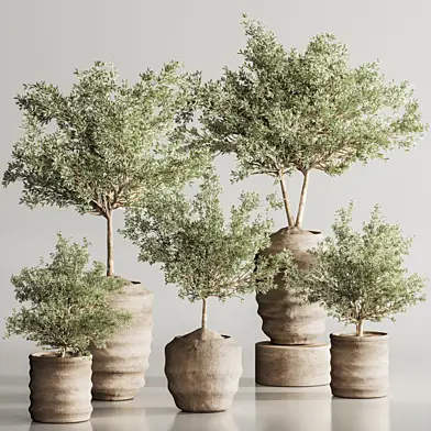 Olive Plant And Indoor Plant Set 145
