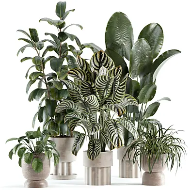 indoor plant 224
