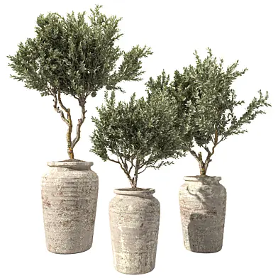 Indoor Plant Set 106