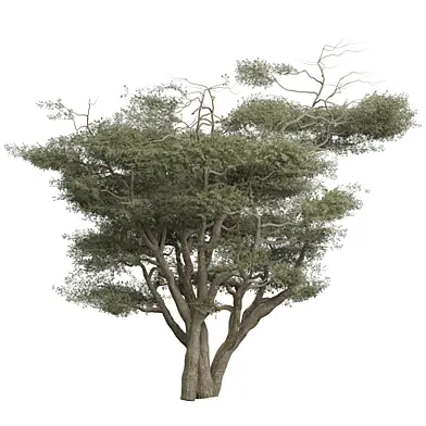 tree vol 18