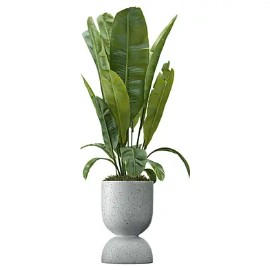 Indoor Plant Set 110