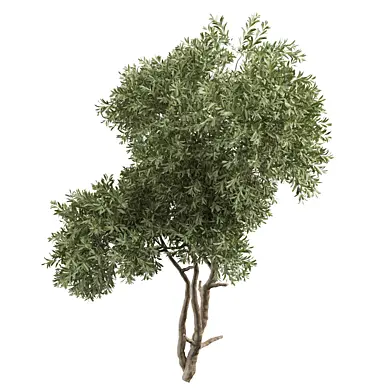 tree vol 20