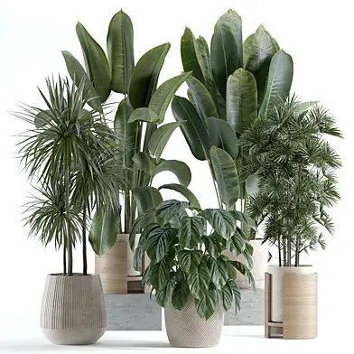 indoor plant 260