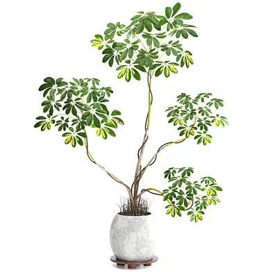 indoor plant set073