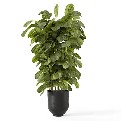 Indoor Plants  in Handmade Metal Pot - Set 2358