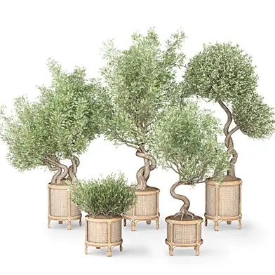 Olive Trees Set-29