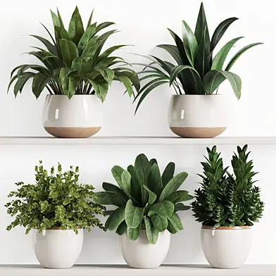 Indoorplants-plants in shelf-set118