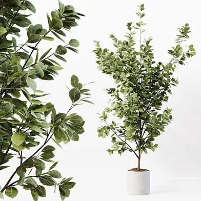 Indoor Plant 06