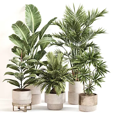 Indoor Plant Set 0125
