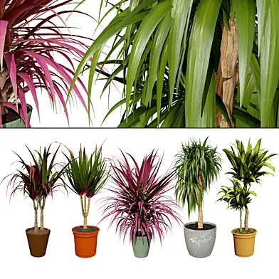 indoor Dragon palm trees collection