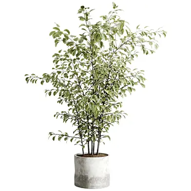 Tree plant in a concrete dirty vase - indoor plant set 545