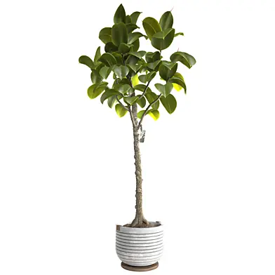Bonsai Jungle Ficus Elastica Rubber Fig Tree 348
