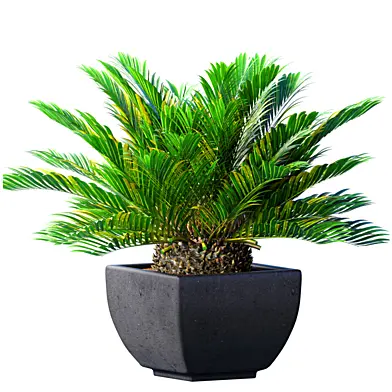 Декоративная вечнозеленая Пальма Cycas в садовом горшке,кашпо,урне,вазе Ар-деко