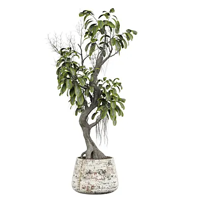 indoor Plant 523