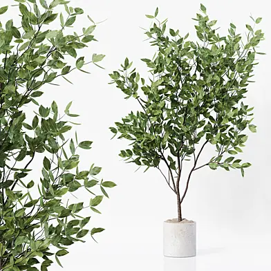 Indoor Plant 07