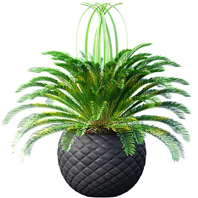 Декоративная вечнозеленая Пальма Cycas в садовом горшке,кашпо,урне,вазе Ар-деко