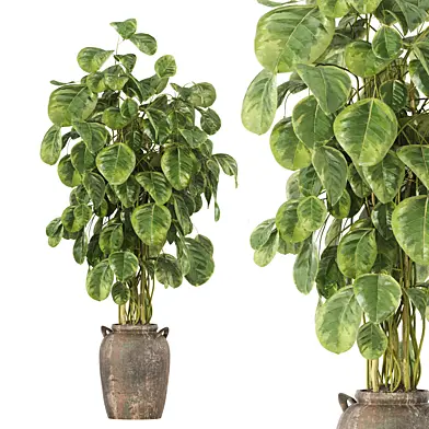 pothos plant
