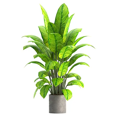 Indoor Plant