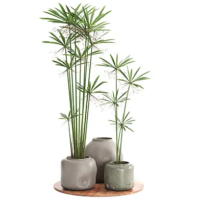 indoor plant set081