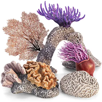 Corals Collection 2