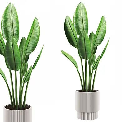 Plant 06