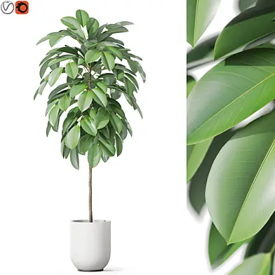 Plants collection 1142