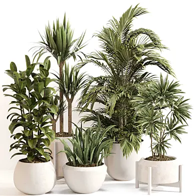 Indoor Plant Set 0133