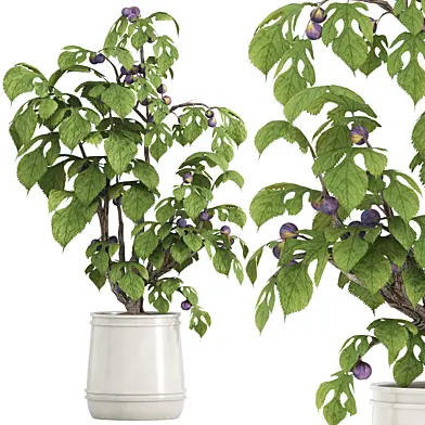 potted fig tree