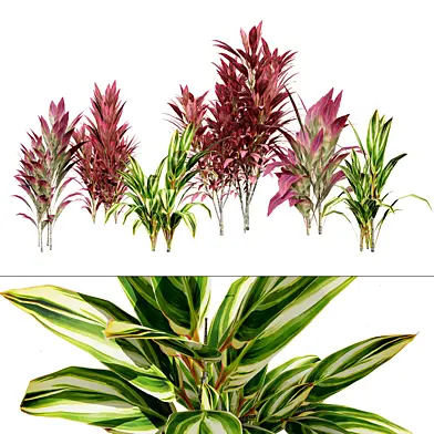 Hawaiian Ti Shrub 3D Model