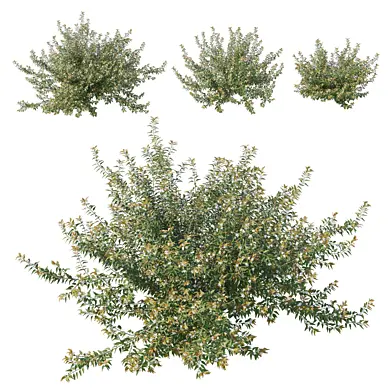 Austromyrtus dulcis