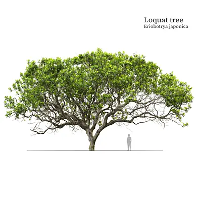 Loquat tree 03