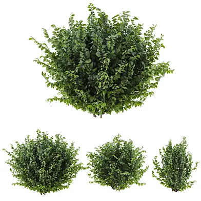 Bush Set 03