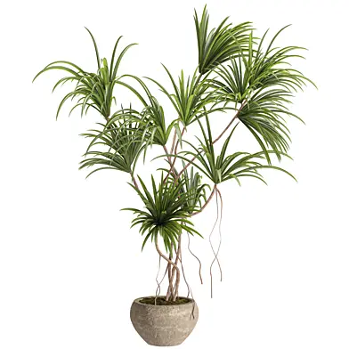 Yucca plant in the pot