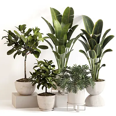 Indoor Plant Set 0129