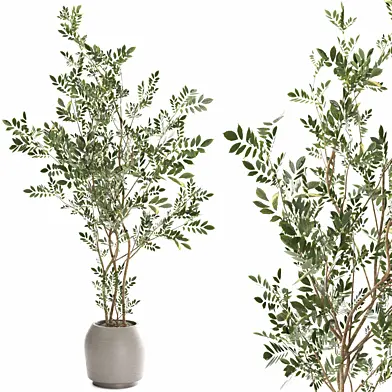 indoor plant set083