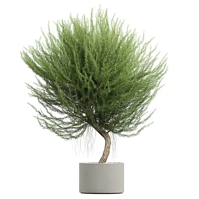 Indoor Plant07 Rosemary Tree
