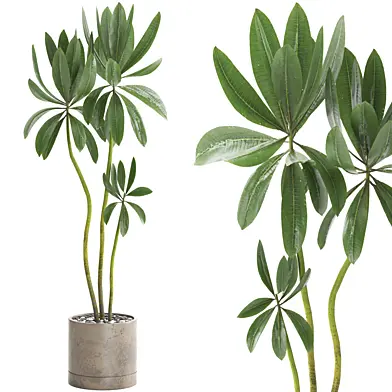 indoor plant set086