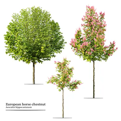 Horse chestnut 03